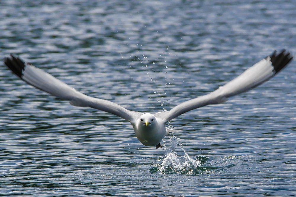 Взмах.Отрыв.Полёт.