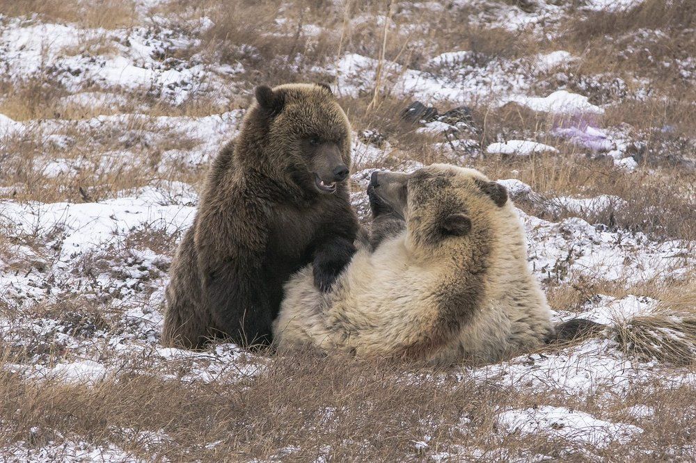 Звериные игры.