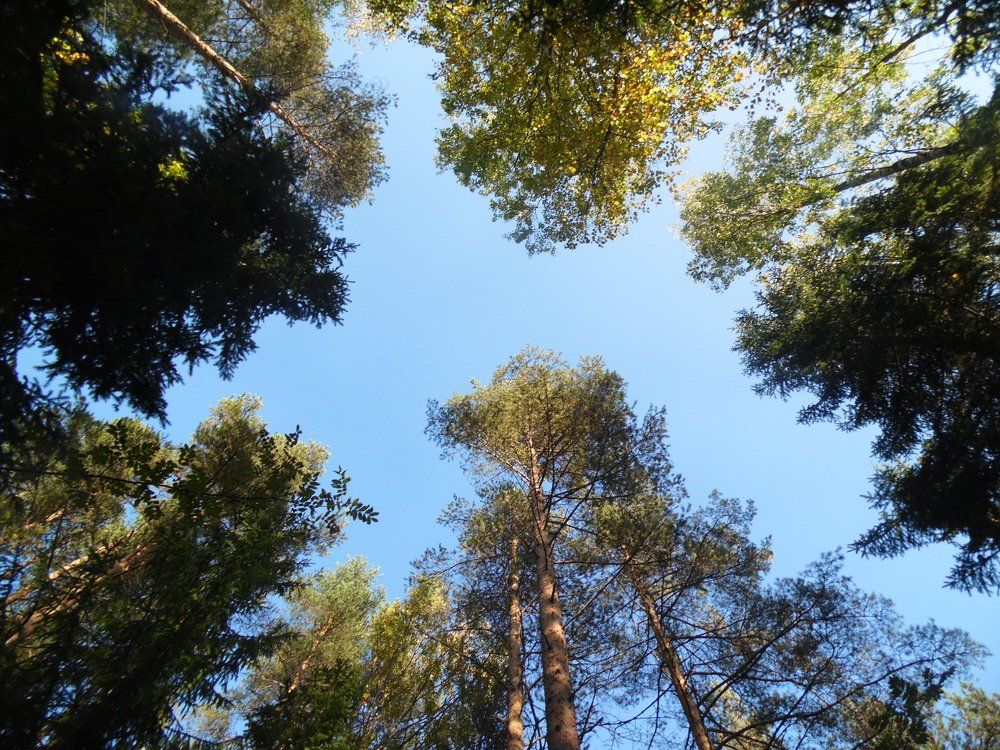 лесная красота