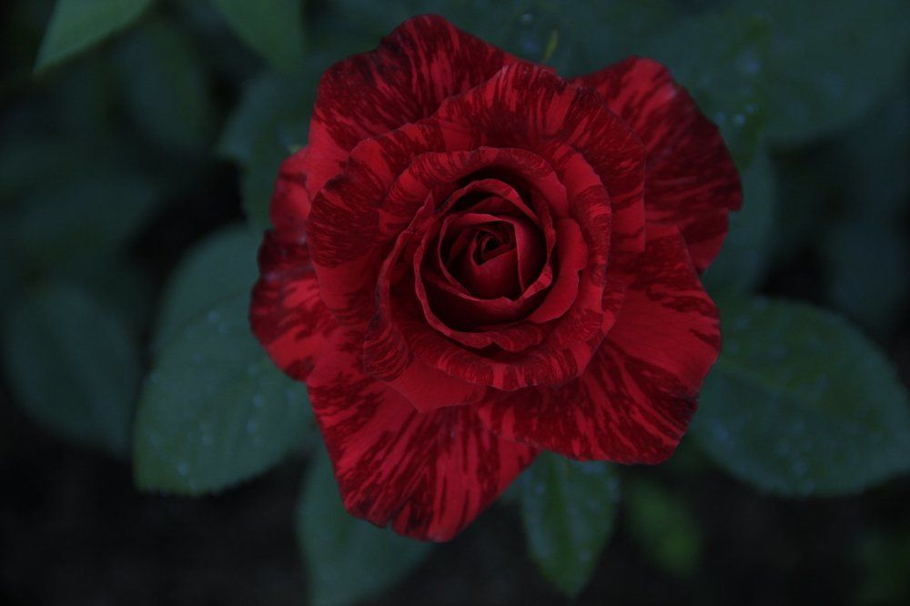 В расцвете сил