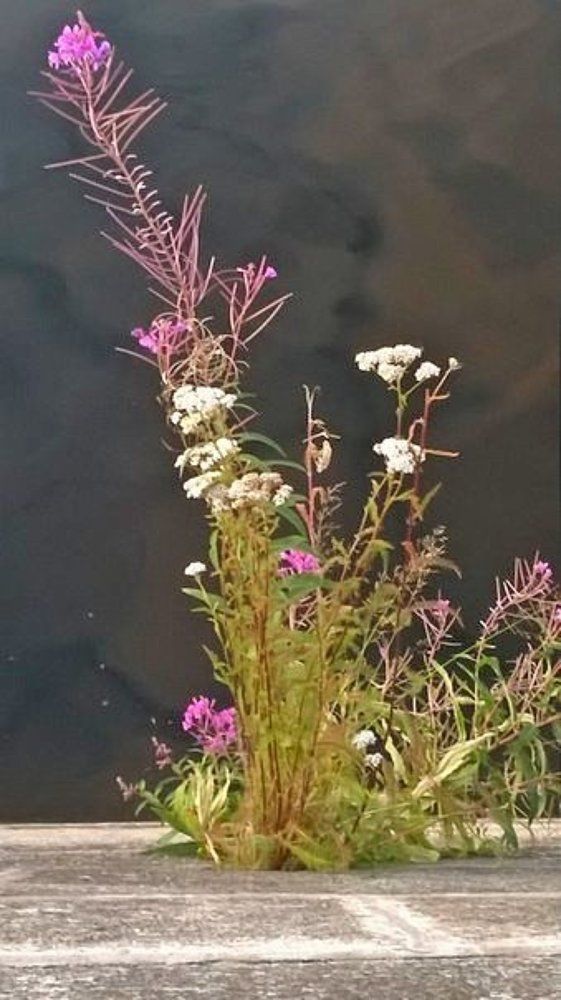 Photograph by Вера