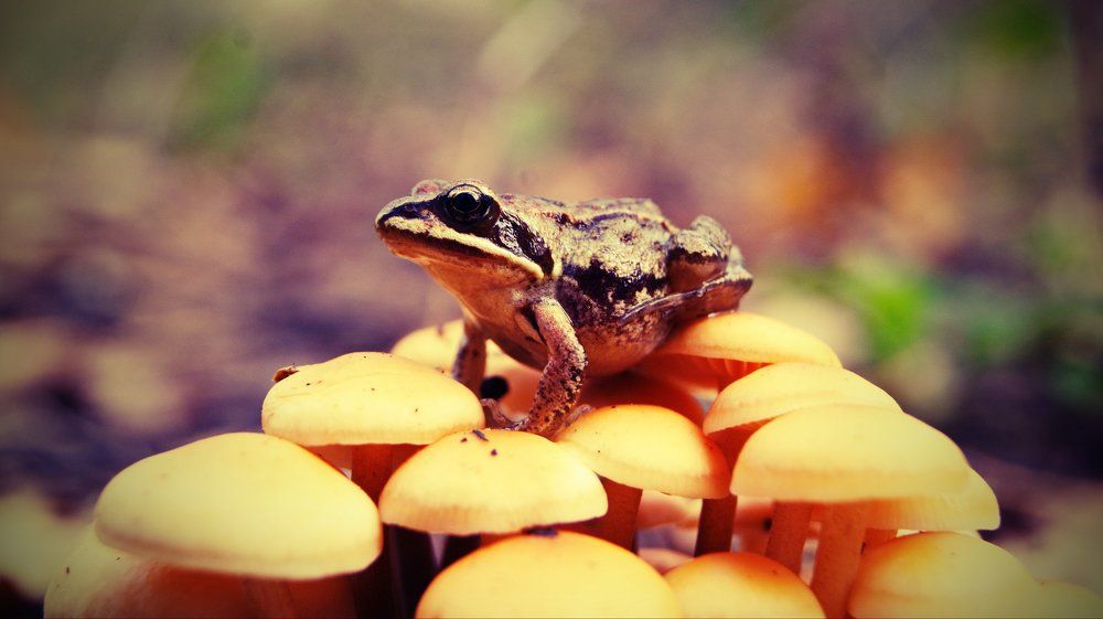 Высоко сижу - далеко гляжу.