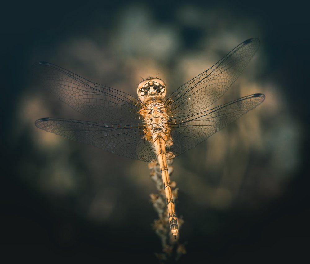 Стрекоза малютка