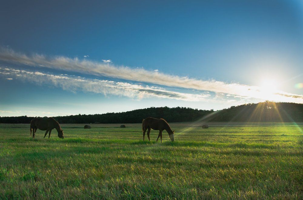 русское поле