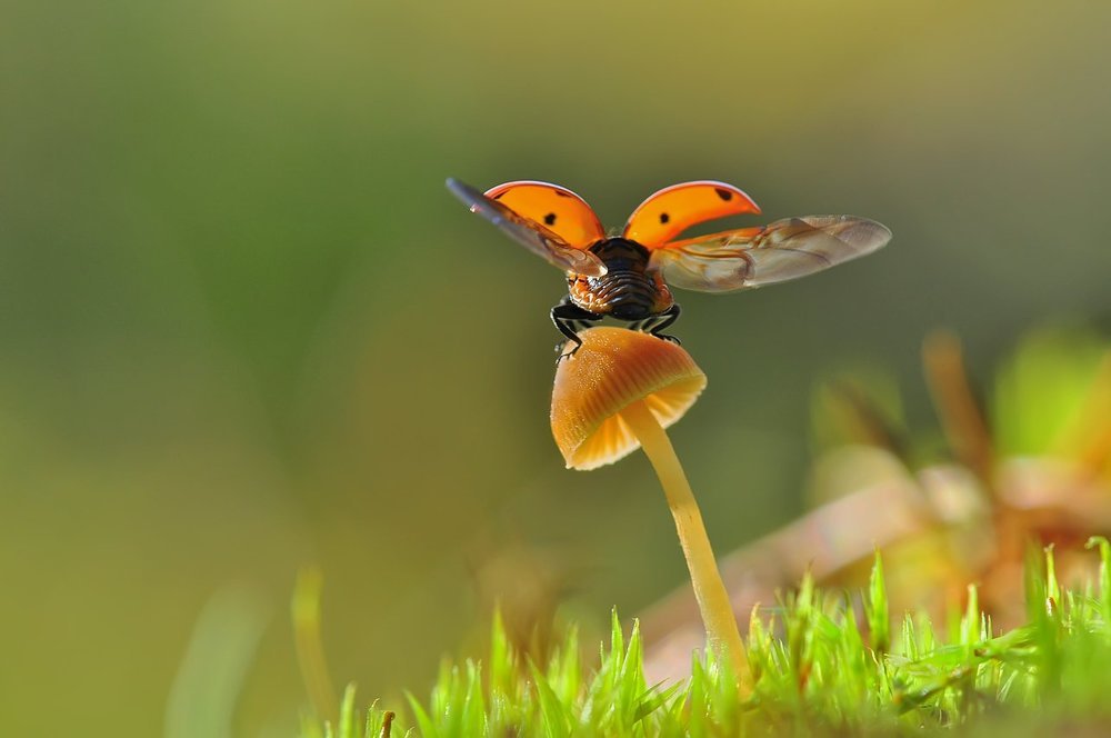 Учебный вылет