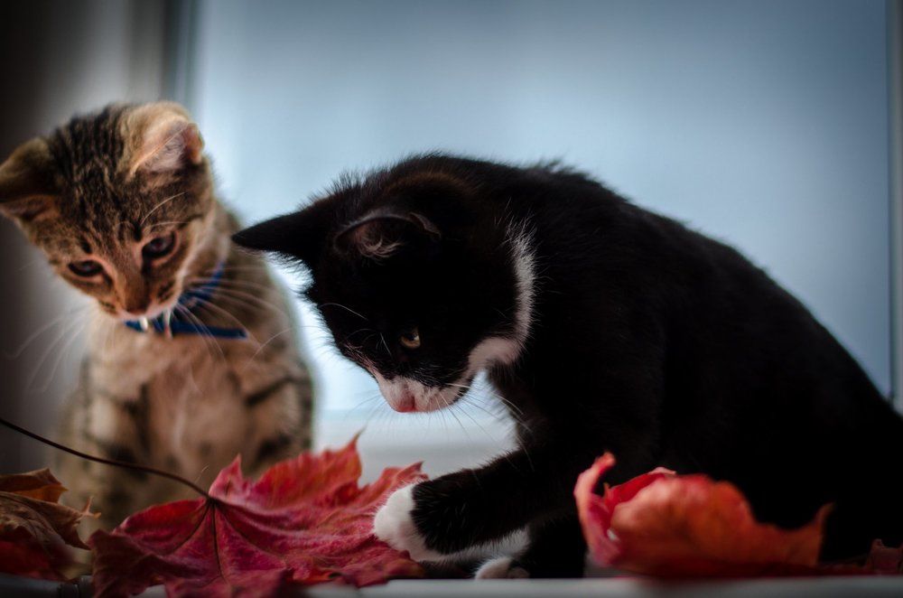 первая осень