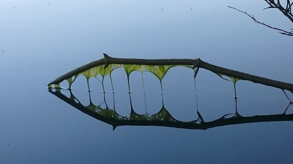 Зеркала природьй