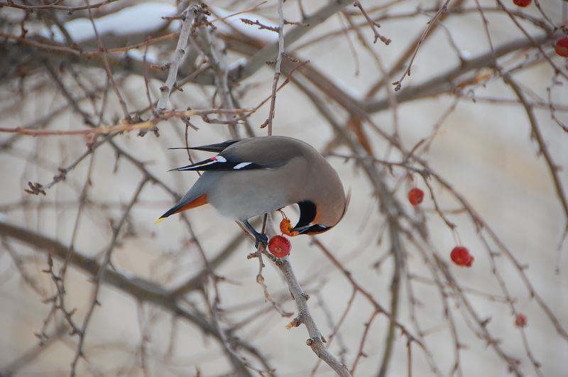 Сергей, Kazakhstan