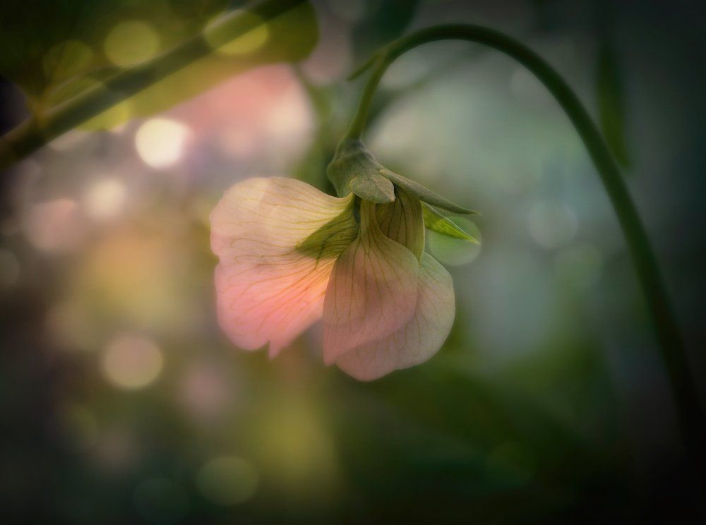 Photograph by Парбукова Анна