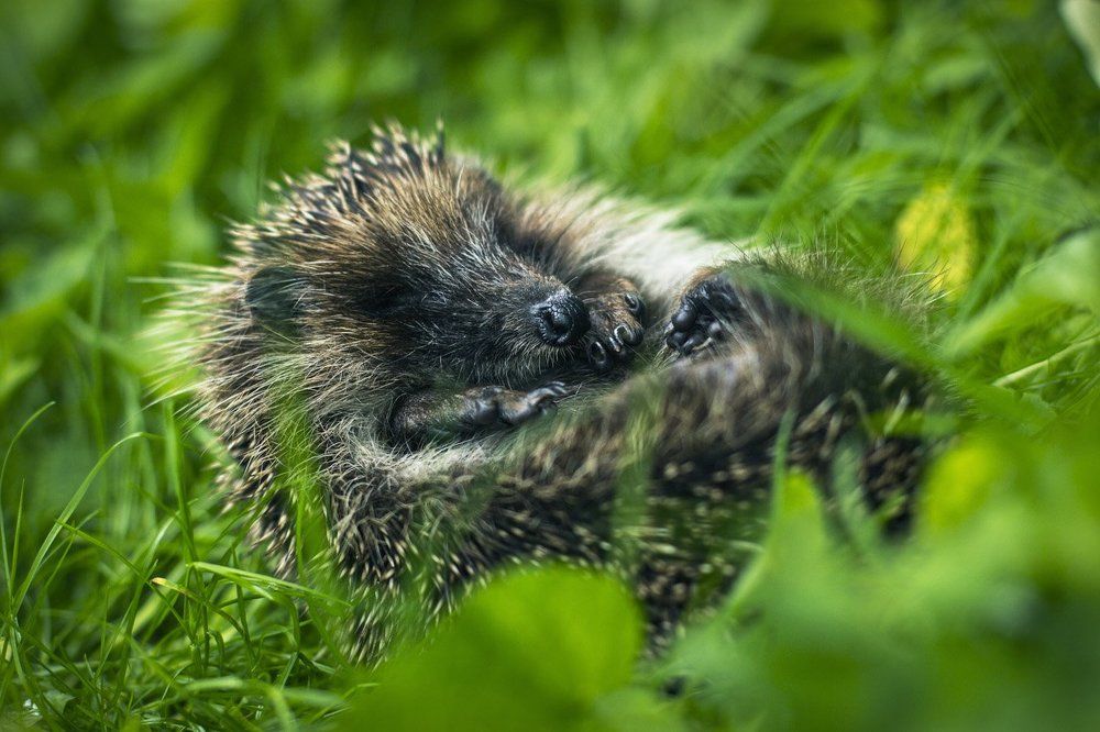 Спящий ёжик