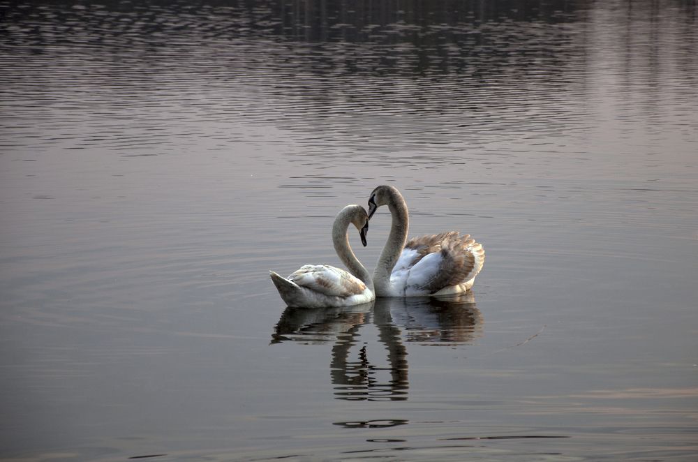 Лебединая песня