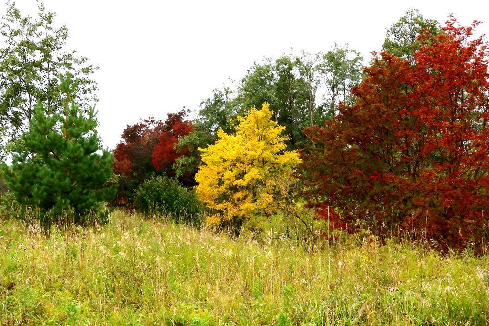 Золотая осень.
