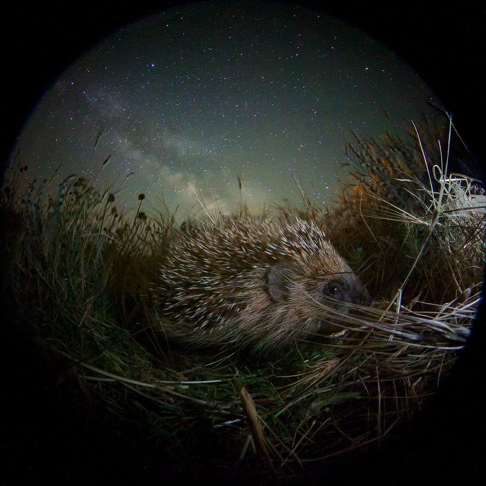 Ночной гость