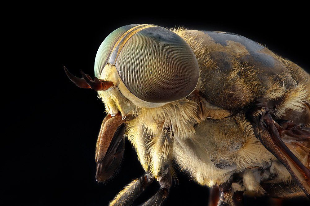 Боевой слепень