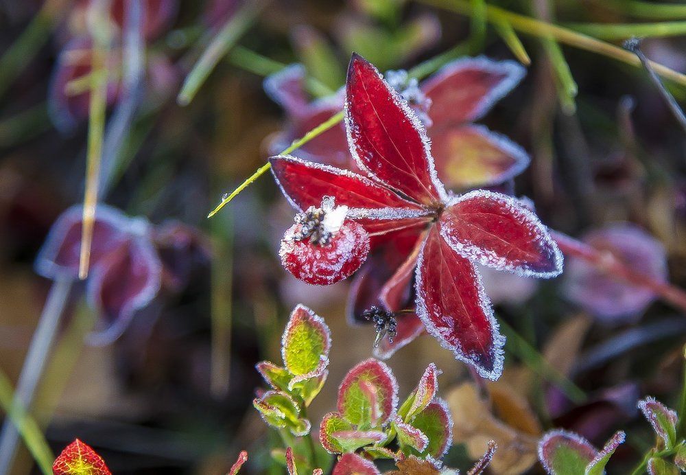 Первые морозы