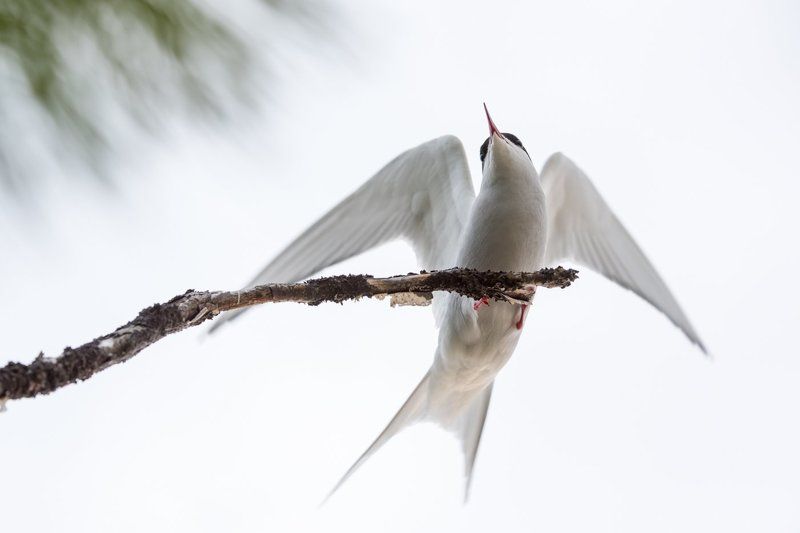 Vitalii Dvoriychenko, Russia