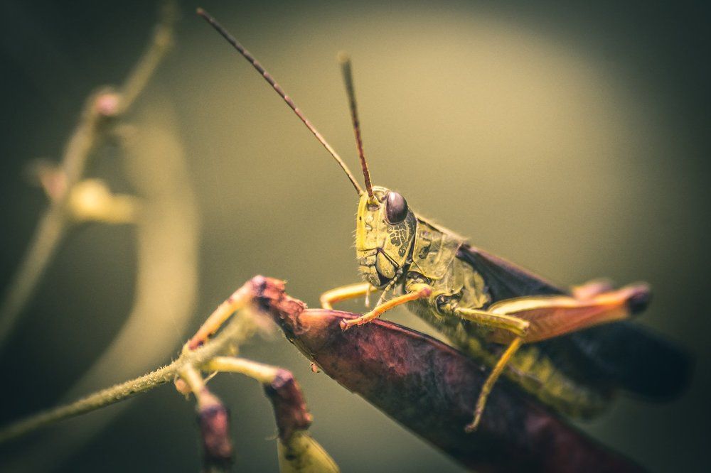 Кузнечик