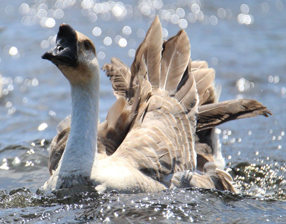 Goose in the wind