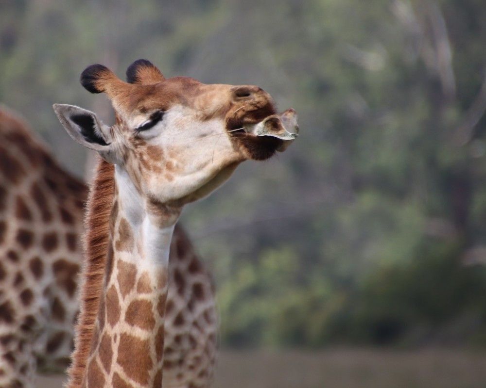 Giraffe delight