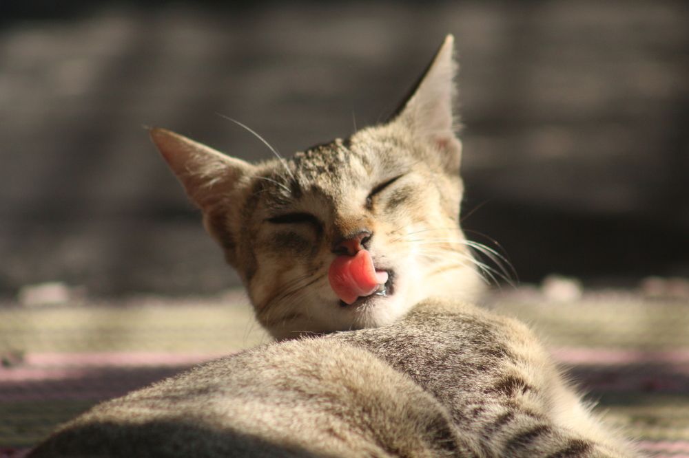 Photograph by MD RASED ROKON