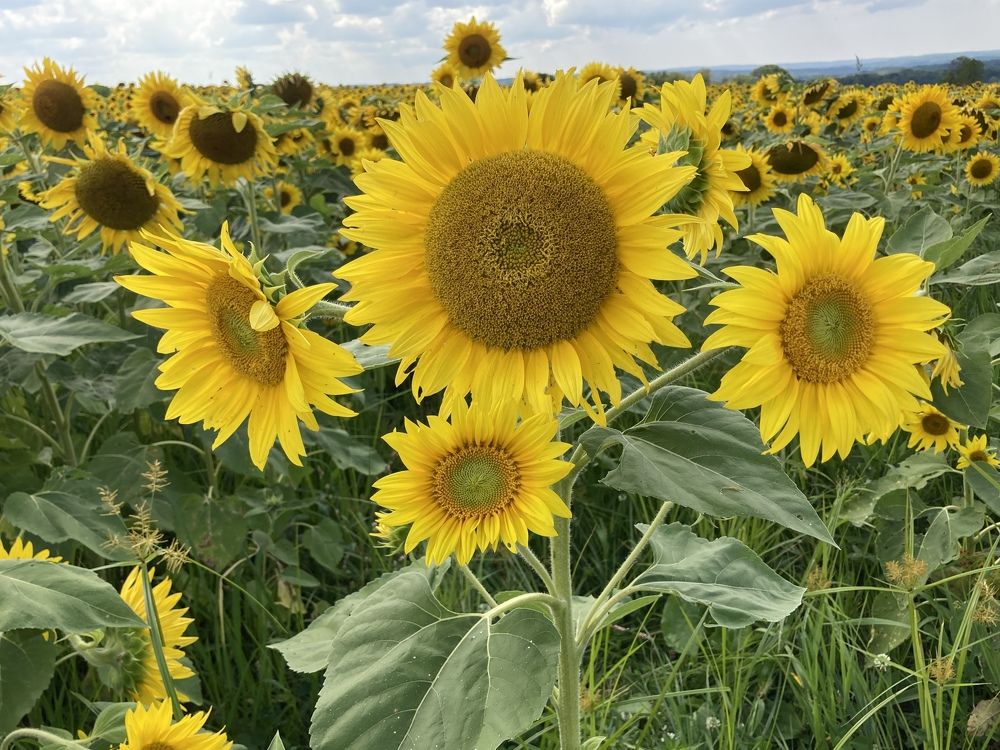 Sunflower, sunflower, yellow and round