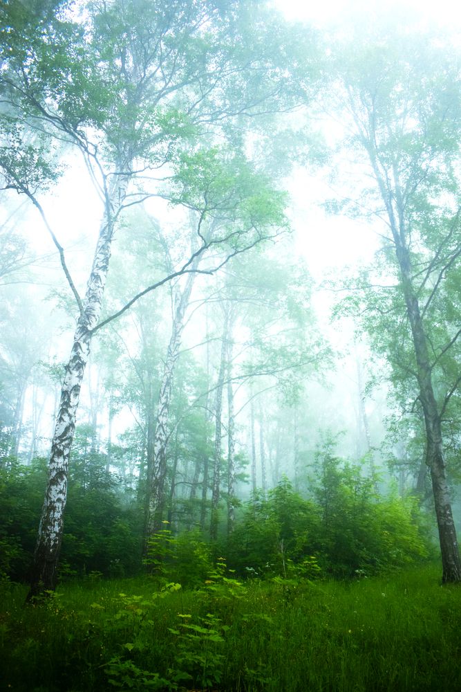 Photograph by Onyx X