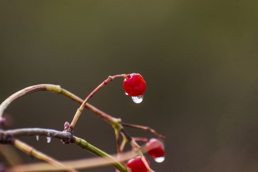 Photograph by Иван Курятников