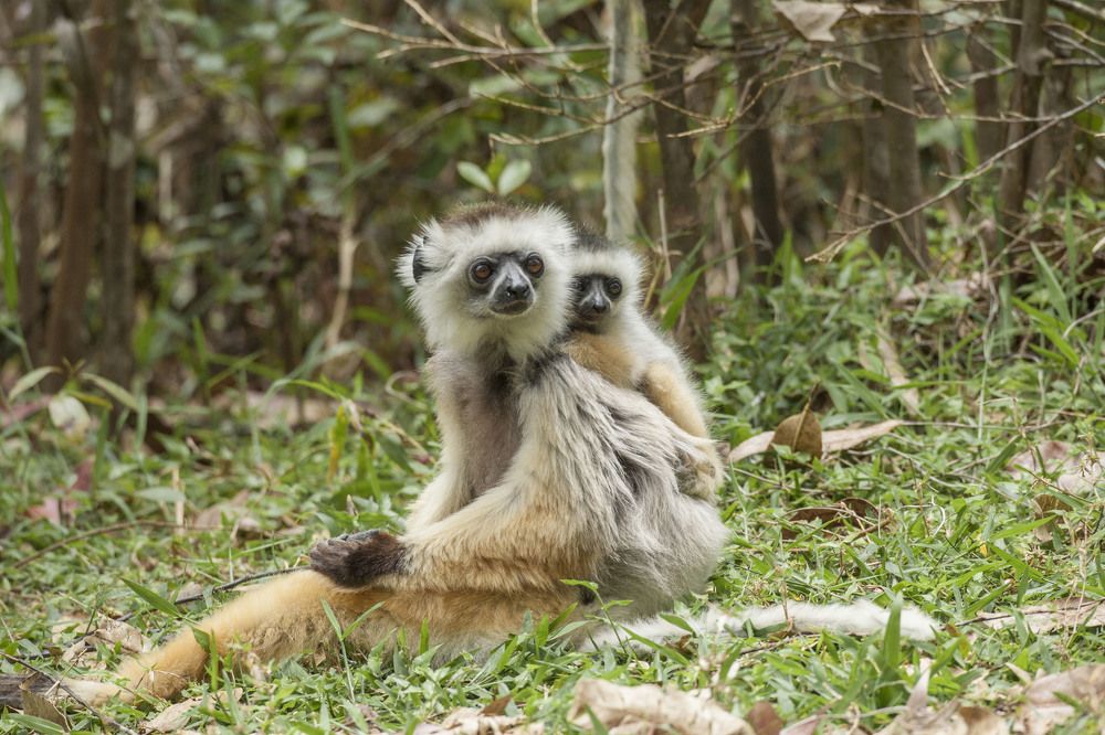 Фотография автора Oskars Smelins