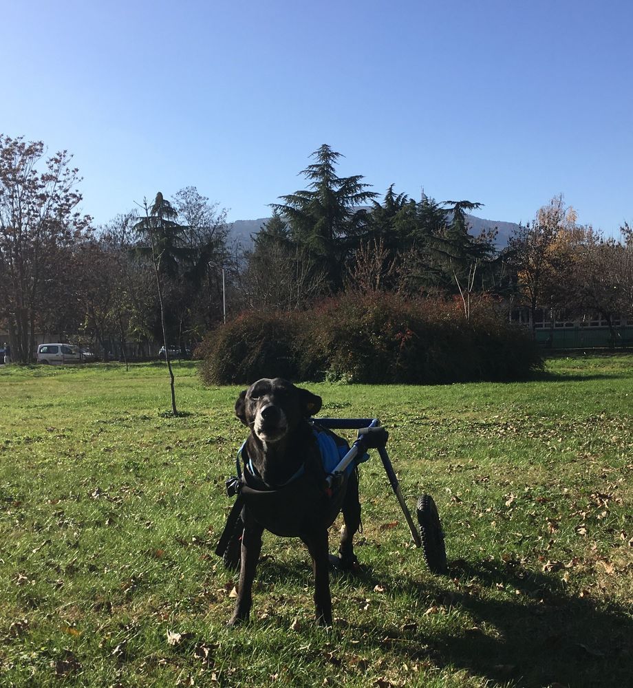 Фотография автора Slavica Gligorievska