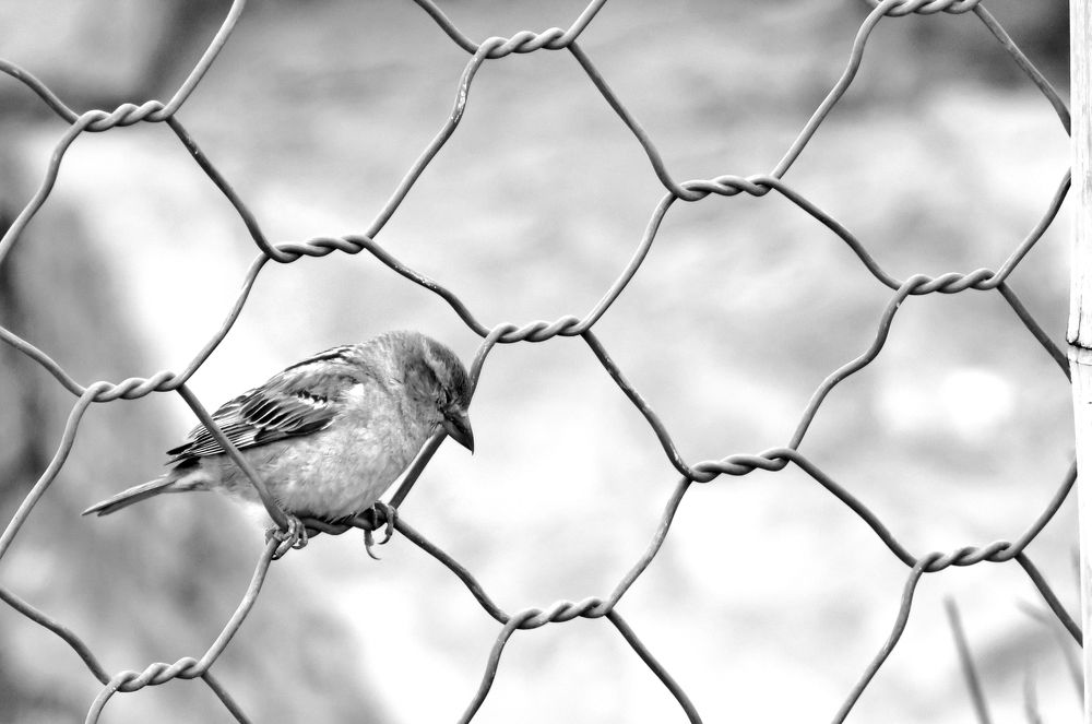 Sad Bird