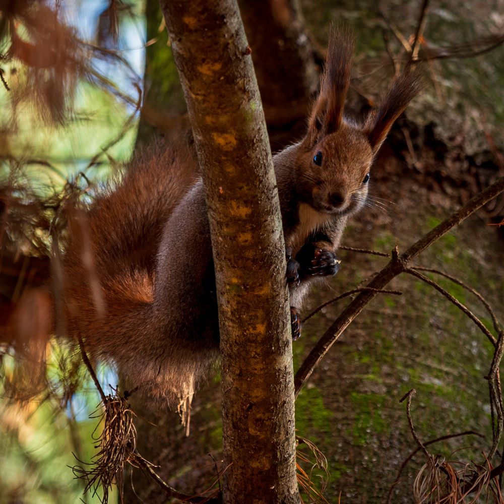 Фотография автора Дмитрий Referee