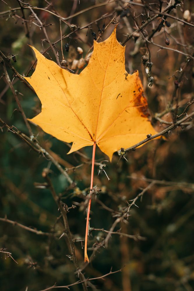 Photograph by Натали Захарова (Тай)