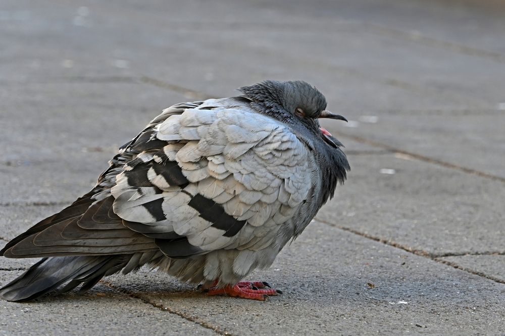 Photograph by Алексей Гордеев