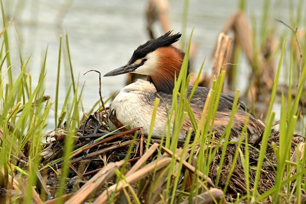 Photograph by Алексей Гордеев