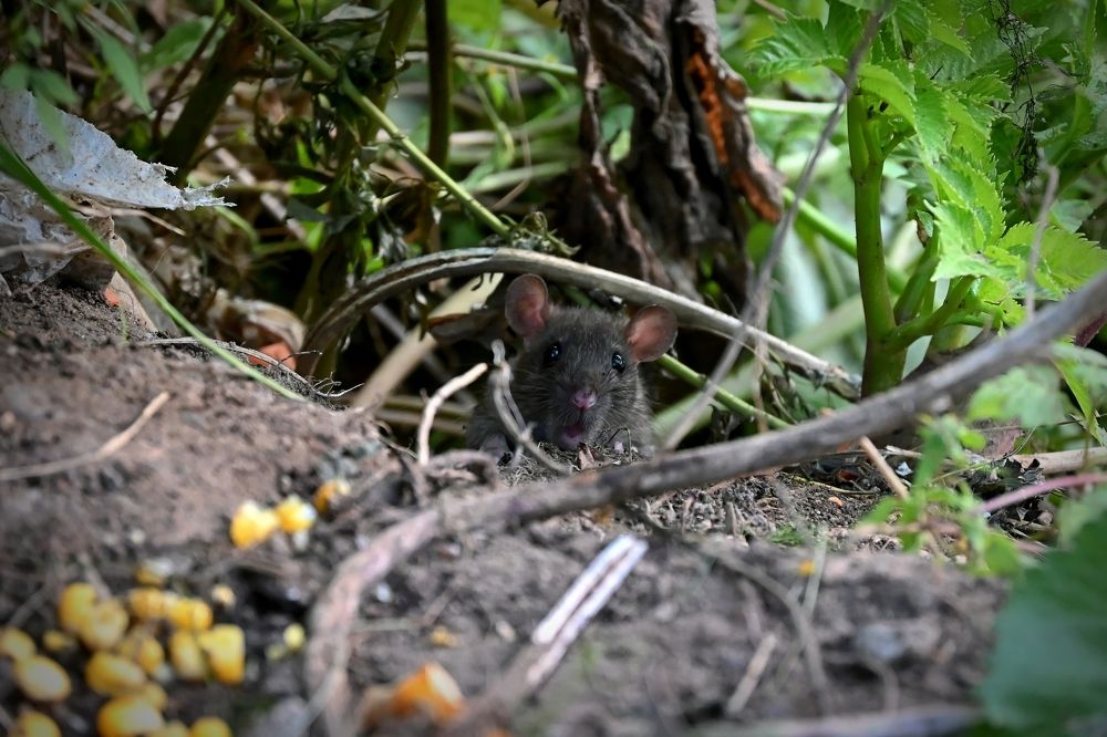 Photograph by Алексей Гордеев