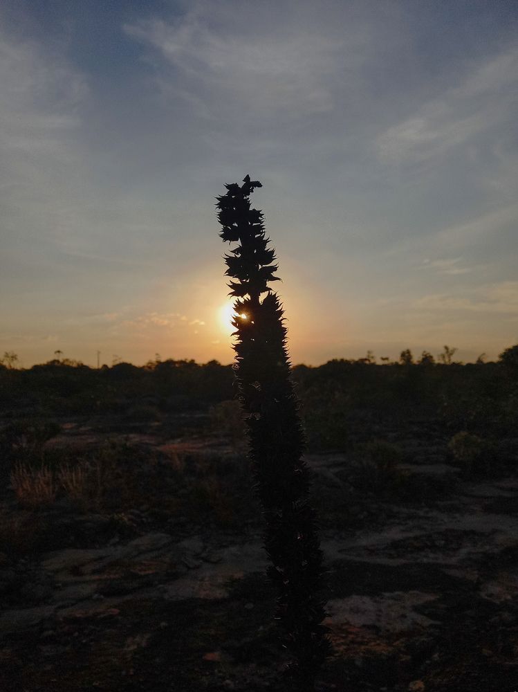 Photograph by Antonio Alves de Oliveira Neto