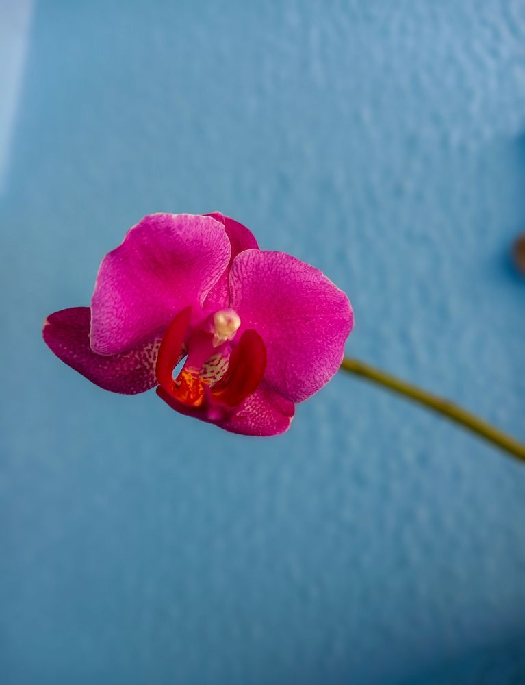 Photograph by Antonio Alves de Oliveira Neto