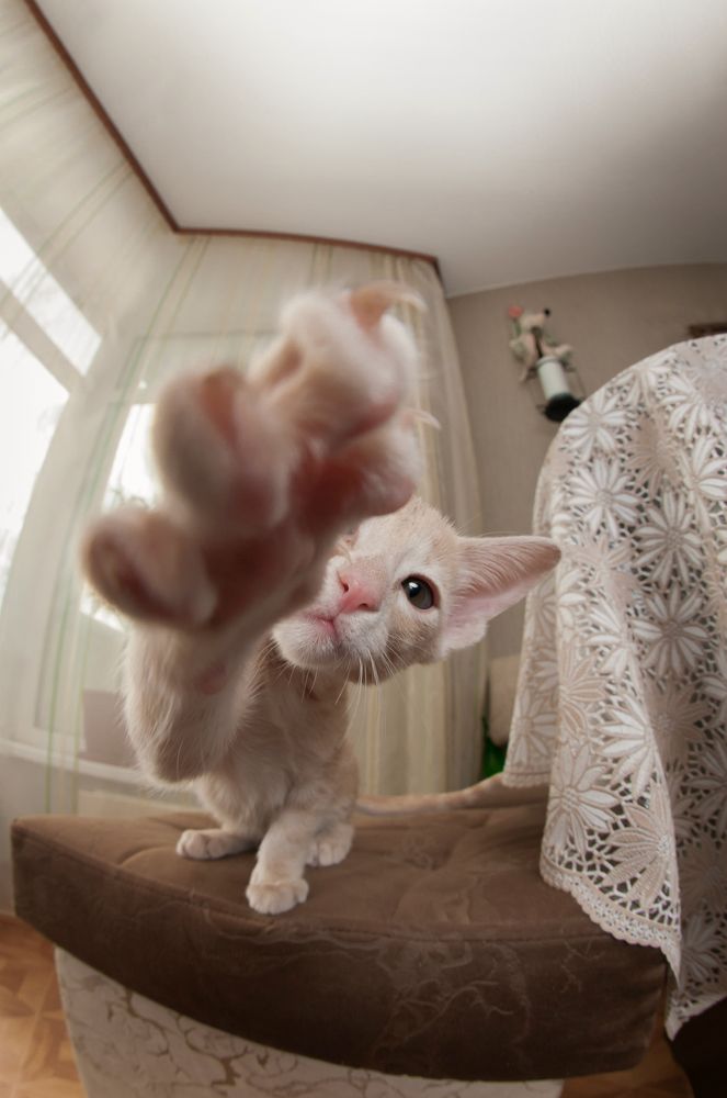 Photograph by Alexandre Dpari