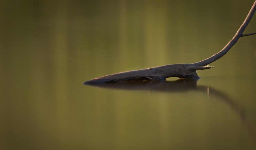 Фотография автора Helio Cucato Júnior