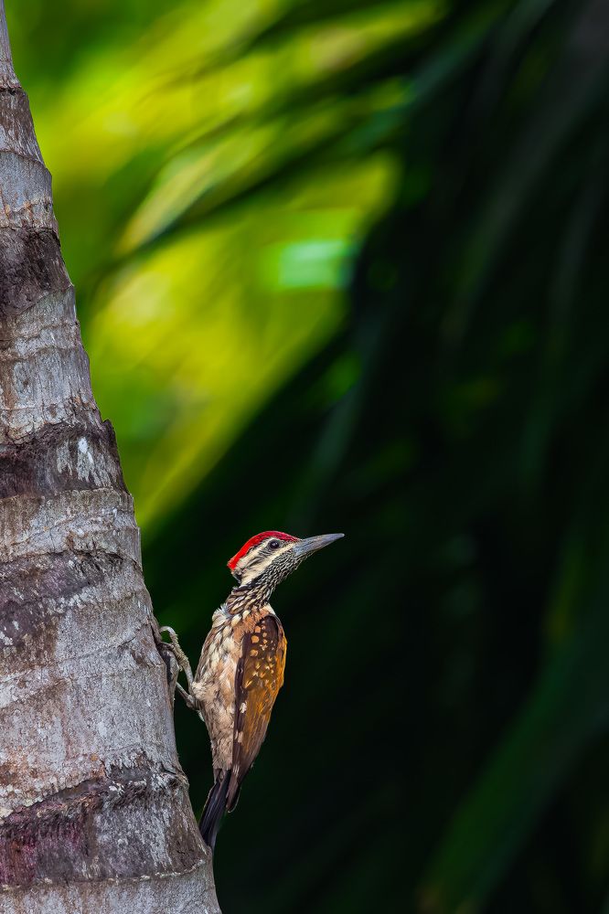 Photograph by Sachitananda Jena