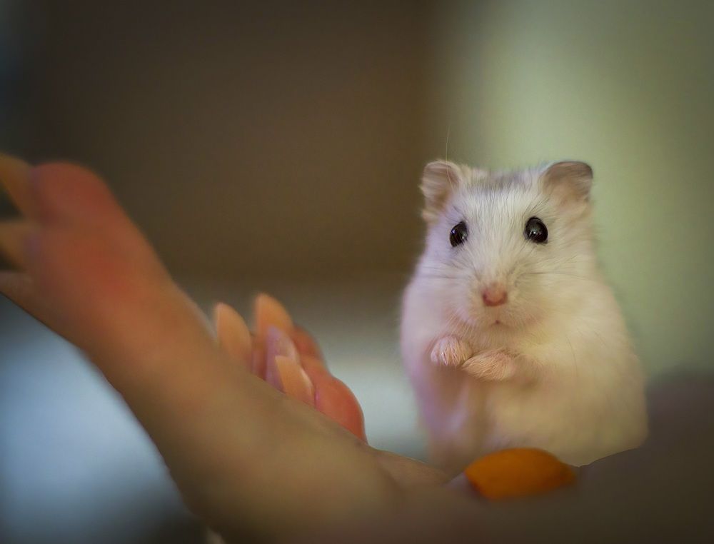 Фотография автора Sebastian Popa