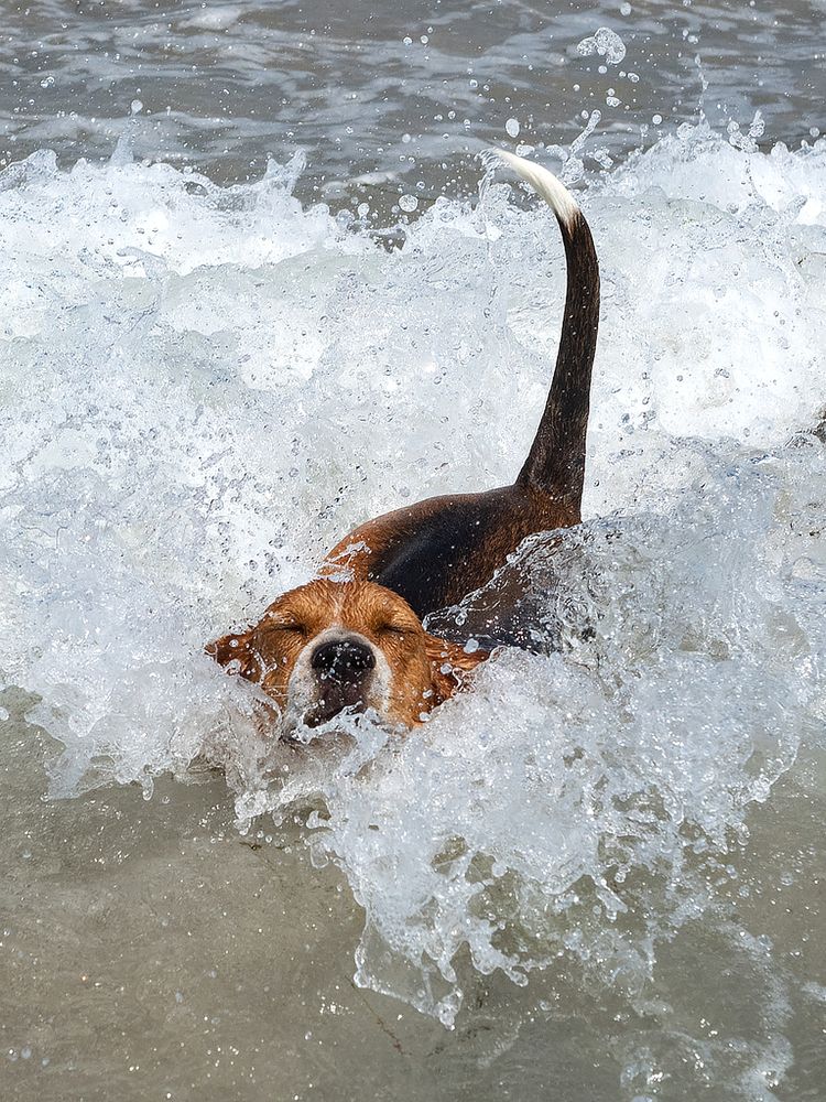 Фотография автора Елена Бурцева