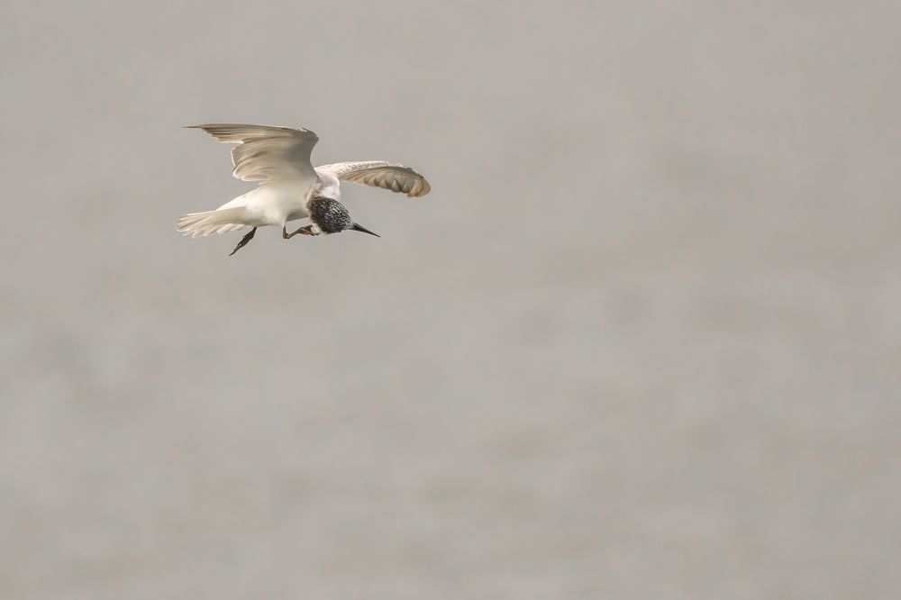 Photograph by Sonnadara Kushan Madushanka