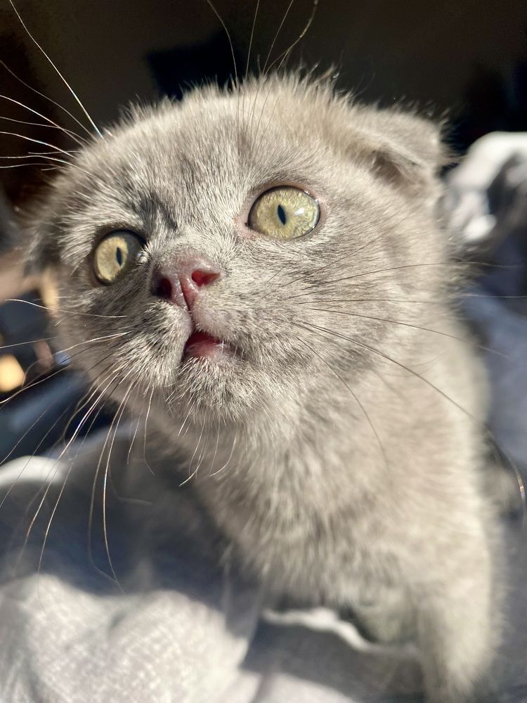 Плюшевая «Плюша»