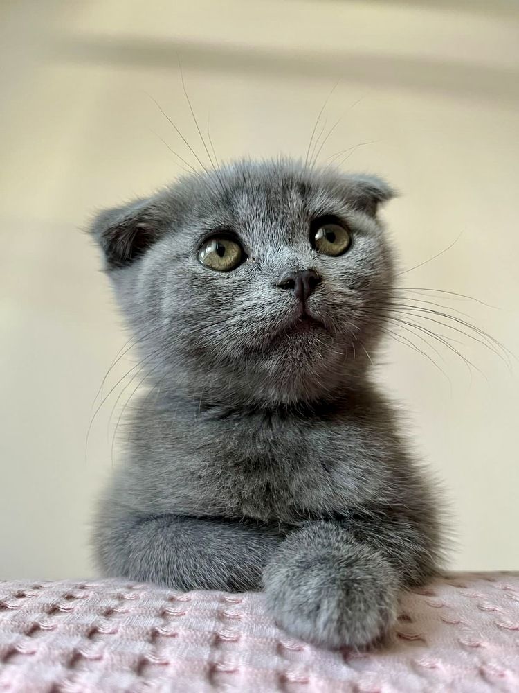 Плюшевая «Плюша»