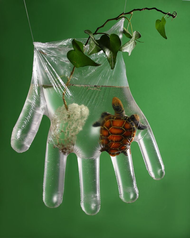 Фотография автора Елена Полякова