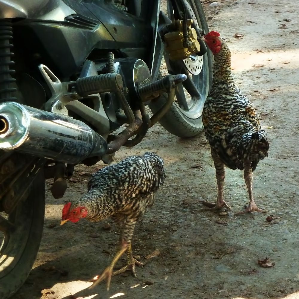 Фотография автора Елена Полякова