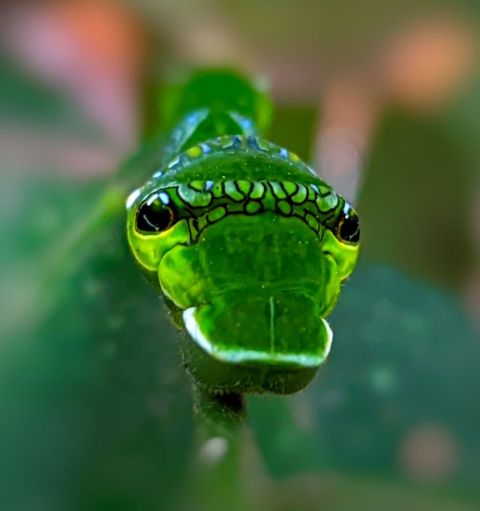 Photograph by SARAVANA MANICKAM