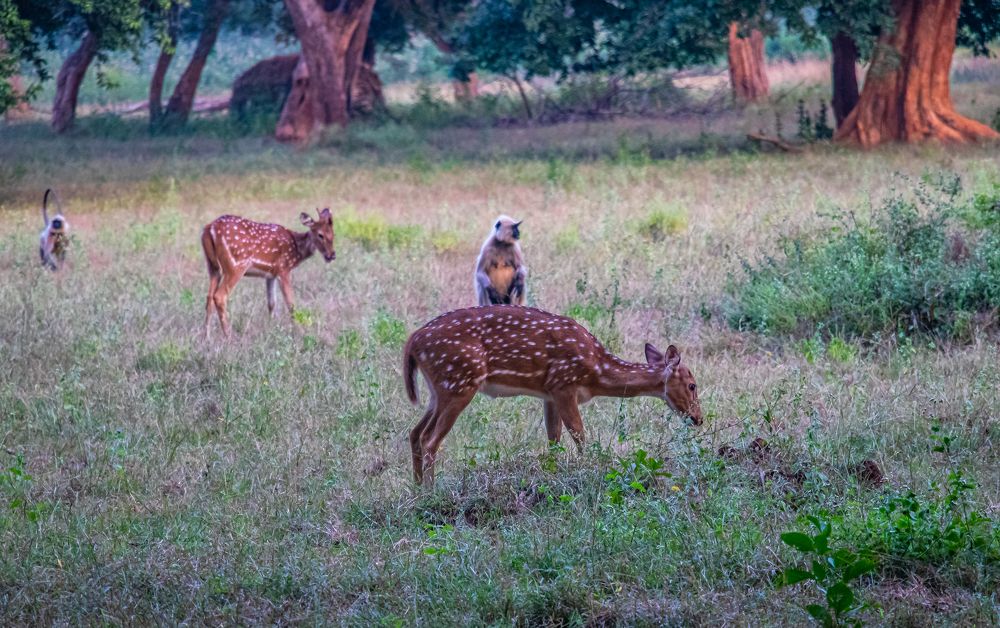 Photograph by Susobhan Biswas