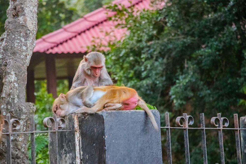 Photograph by Susobhan Biswas